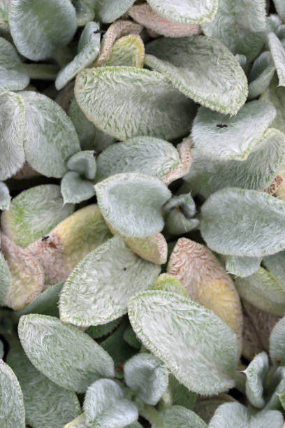 Lambs ears, Stachys byzantina of unknown variety, leaves in close up with a background of blurred leaves.