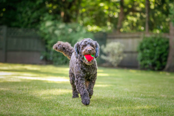 istock Brown cockapoo playing in her garden with her favaourite ball and on a run 2195042720