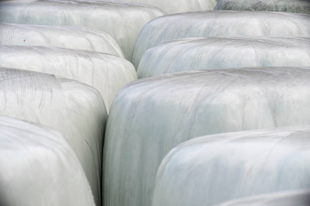 The practice of ensiling fodder dates back to ancient times, with evidence of fermented feed being used to preserve nutrients for livestock. Modern silage techniques, including wrapping bales in plastic, have greatly improved the efficiency and preservation of animal feed, transforming agricultural practices in the 20th and 21st centuries.