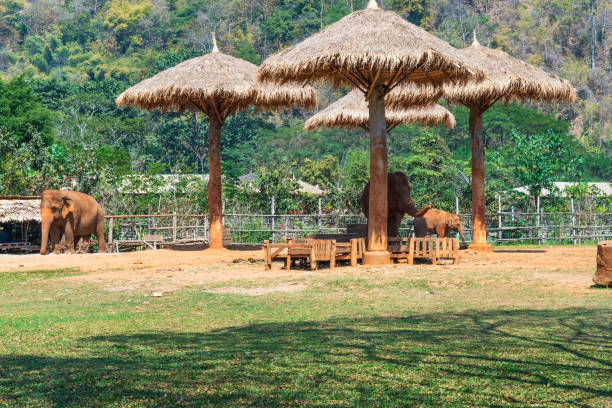 istock Elephant Nature Park Chiang Mai and Sanctuary 2195043855