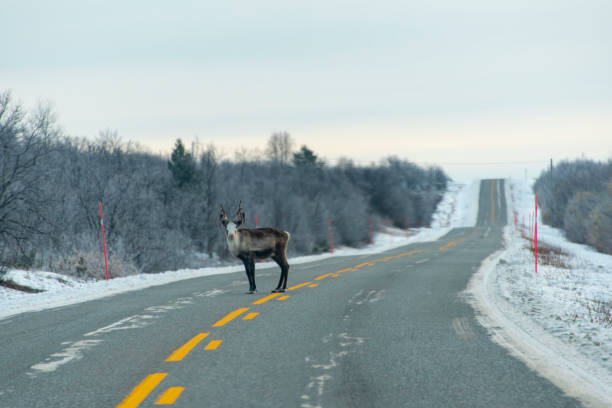 istock Reindeer in the Wild 2195044513