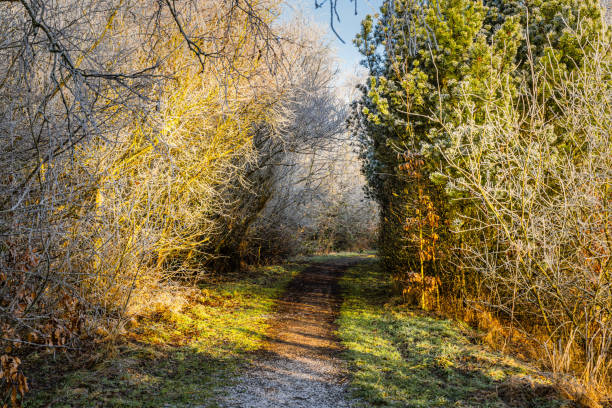 A serene winter scene with frosty plants beside a still lake, reflecting the golden glow of sunrise, under a clear sky during a crisp morning.