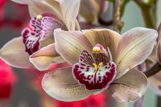 istock Elegant orchid close-up 2195046212