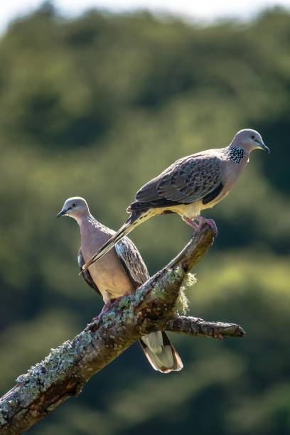 istock Spotted doves on a lichen-covered branch 2195046252