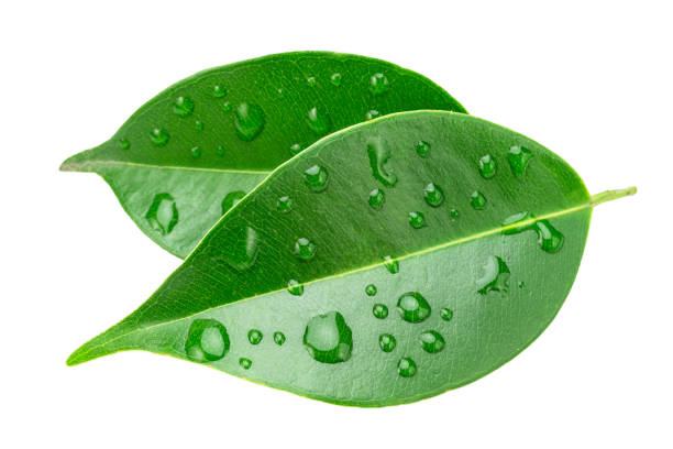 istock Ficus benjamina leaves covered with water drops isolated on white background. File contains clipping path. 2195046710