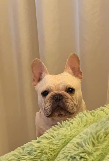 istock French Bulldog peeking over a blanket indoors. 2195047069