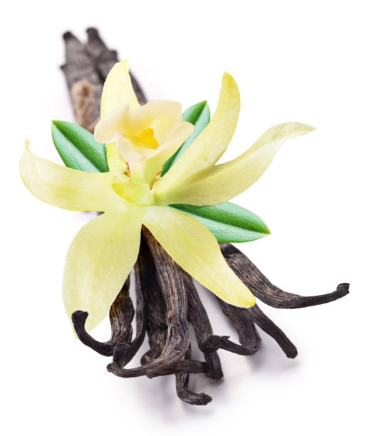 istock Vanilla flower and beans or vanilla sticks isolated on white background. 2195047159