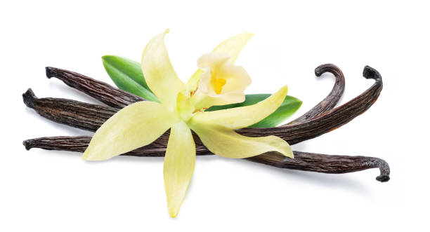 istock Vanilla flower and beans or vanilla sticks isolated on white background. File contains clipping path. 2195047258