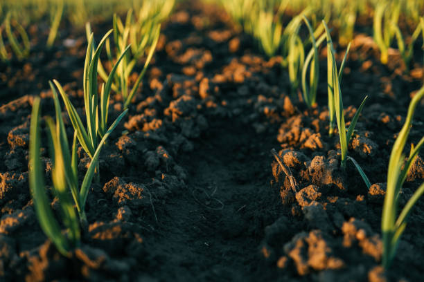 istock Young green sprouts emerging from freshly tilled soil at sunrise, symbolizing growth, new beginnings, and agricultural efforts. Captured in a rural farmland setting 2195049002