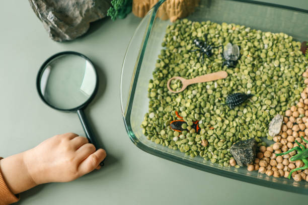 istock Educational sensory play setup for kids featuring plastic insects, rocks, a magnifying glass, and dry green peas and chickpeas in a glass container. Creative nature-inspired exploration activity 2195050262