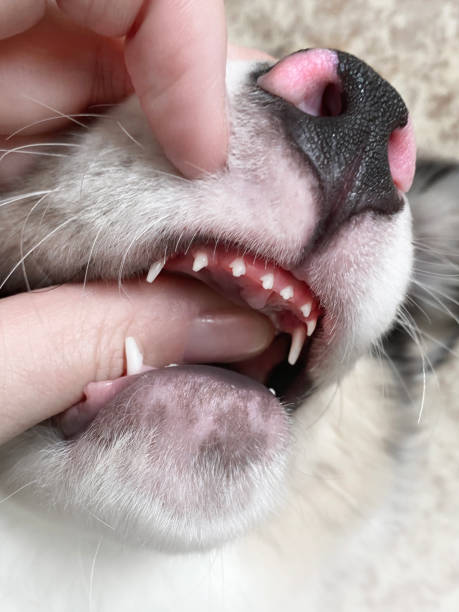 istock Puppy's baby teeth. Small, sharp, white teeth.. Puppy bites Vertical photo 2195051900