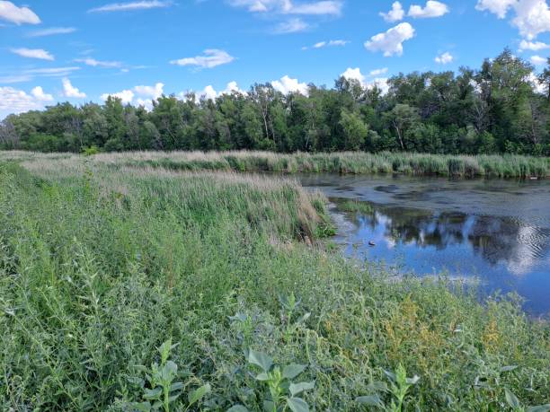 istock summer landscape vegetation on the lake shore 2195052105