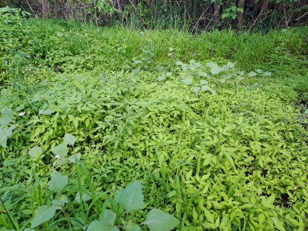 istock summer landscape lush green vegetation 2195052347