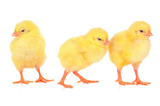 istock chicks in front of white background. creative photo. 2195053336