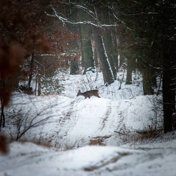 Several roe deer forage for food in a snow-covered agricultural field, with leafless trees lining the horizon under a pale sky