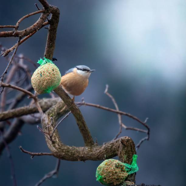 istock Nuthatch perched on a branch with bird feed in a natural setting, showcasing wildlife and nature. 2195056427