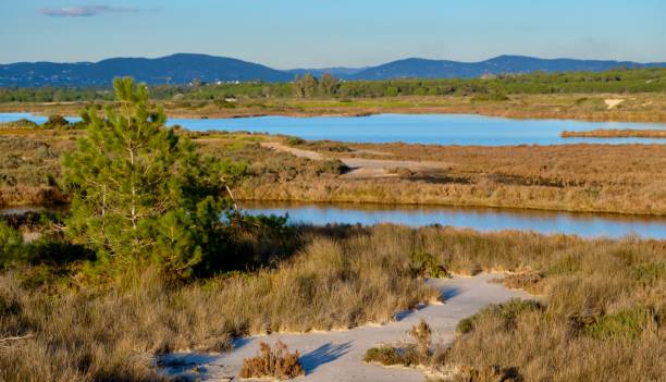 istock Ria Formosa Natural Park 2195056637