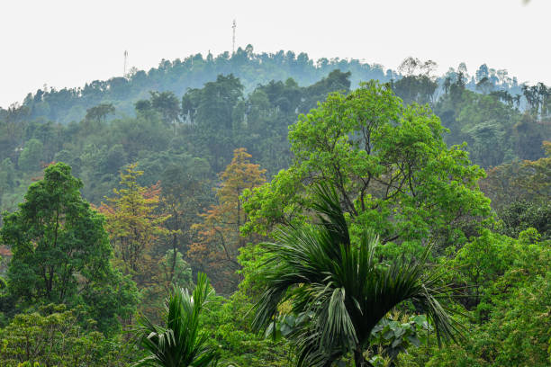 istock Green trees and ridge in the Himalayan forest 2195059160