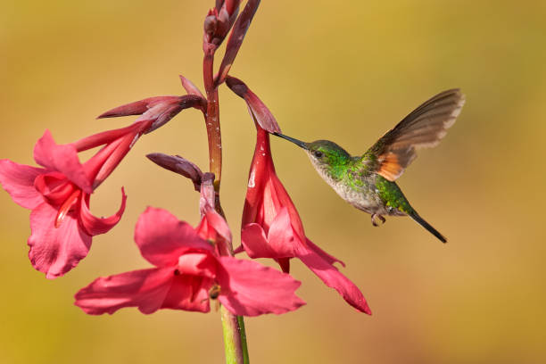 istock Fly hummingbird with red flower bloom. Stripe-tailed Hummingbird, Eupherusa eximia, Savegre, Cordillera de Talamanca in Costa Rica. Bird in the nature tropic habitat with flowers. Wildlife Costa Rica. 2195059738