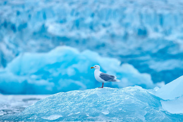 istock Glaucous gull, Larus hyperboreus on ice with snow. Seal carcass with white gull, Bird feeding blood viscera in nature habitat. Animal behavior in Arctic. Blue glacier icebreaker with white bird. 2195059769
