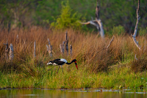 Wildlife scene from nature. Saddle-billed stork, or saddlebill, Ephippiorhynchus senegalensis, in the nature habitat. Bird in the green grass during rain, Mana Pools NP, Zimbabwe.
