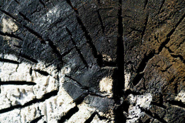 A close-up view of a charred tree trunk showcases intricate textures and patterns formed by fire. The striking contrast of black and gray highlights the natural beauty of aged wood.