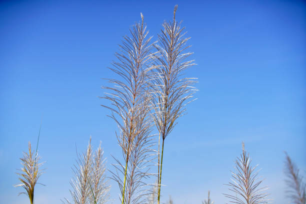 Delicate tall grass rises against a vivid blue sky, showcasing its elegant silver plumes. This serene outdoor scene captures the beauty of nature in a tranquil setting.