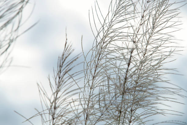 istock Delicate Silhouettes of Grass Blades Against a Soft Cloudy Sky 2195060517