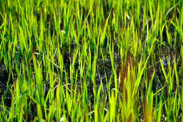 Vibrant green rice plants thrive in a soft soil environment, showcasing the beauty of agriculture and nature's growth. A perfect representation of vitality.