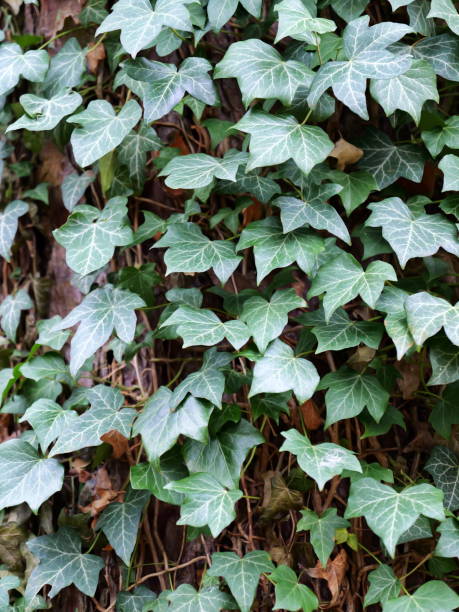 istock Ivy climbing plant on tree trunk 2195061641