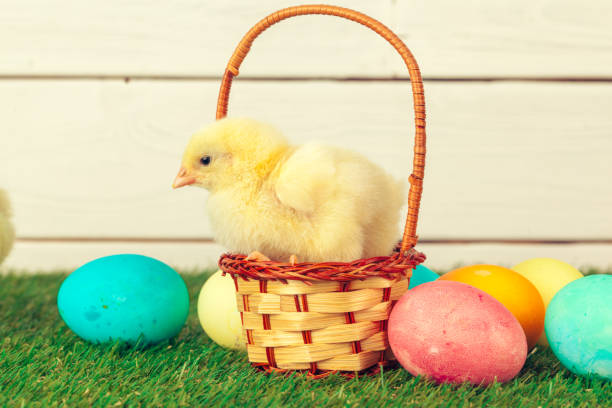 istock Easter eggs and chickens on green grass. creative photo. 2195063013
