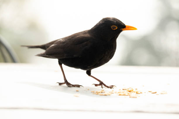 istock Male blackbird Turdus merula on table with food, Cornwall, England 2195063411