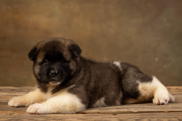 istock American Akita puppy on a uniform background 2195064453