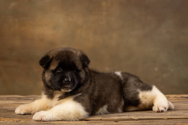 istock American Akita puppy on a uniform background 2195064458