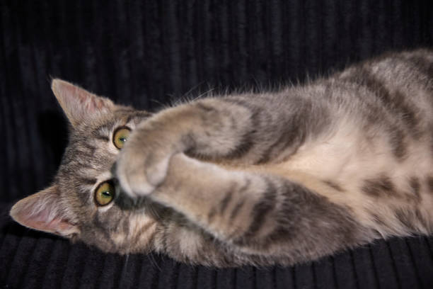 A gray and black British Shorthair cat sleeping comfortably on its back with its front paws resting on its head, inside a woven basket on a cat tree.