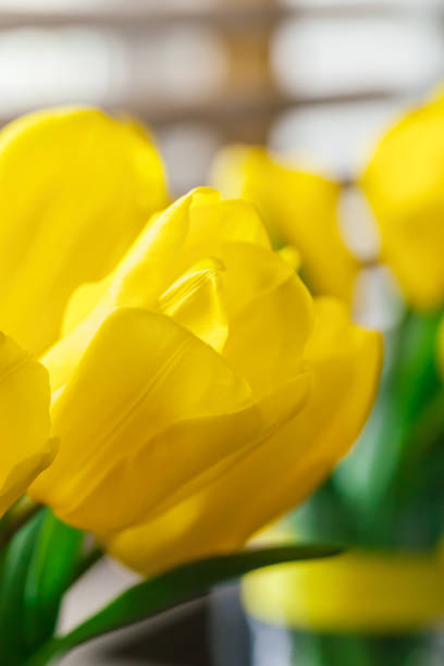 Close up image of yellow tulip