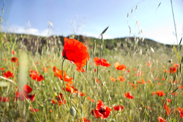 Red mountain tulips view in nature in the Toros mountains with sunny day