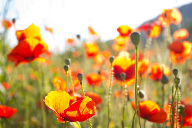 Red mountain tulips view in nature in the Toros mountains with sunny day
