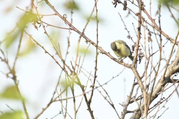 istock Great Tit Bird on a Branch Amid Tree's Geometric Patterns 2195065359