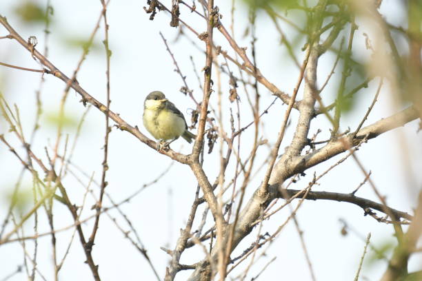 istock Great Tit Bird on a Branch Amid Tree's Geometric Patterns 2195065371
