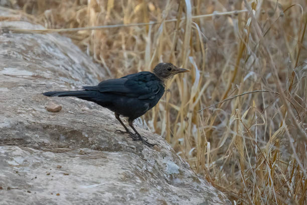 istock A Young Blackbird in a Field 2195067236