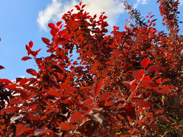 istock cherry plum tree with bright red leaves color in spring 2195068416
