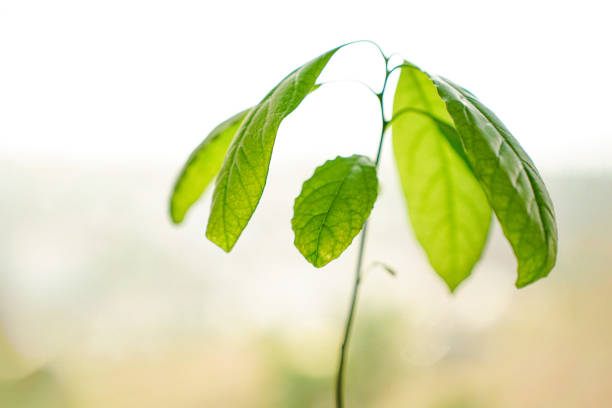 This image presents a captivating close-up view of green leaves, showcasing their intricate details and textures.