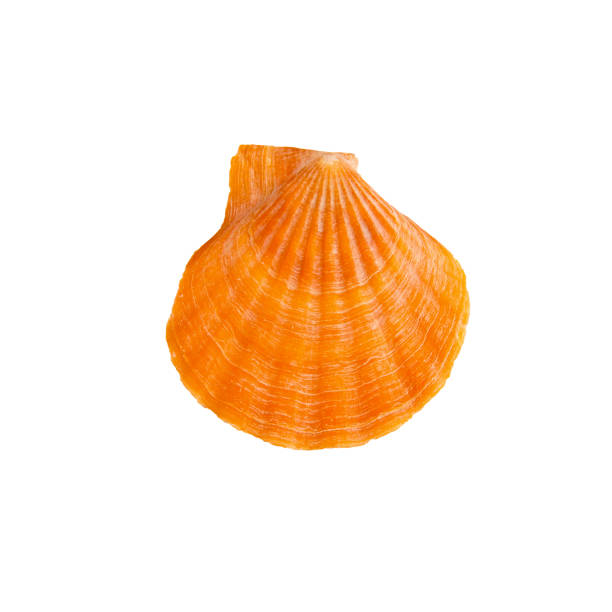 istock Beautiful marine clam shell on a white isolated background 2195069504