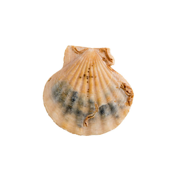 istock Beautiful marine clam shell on a white isolated background 2195069650