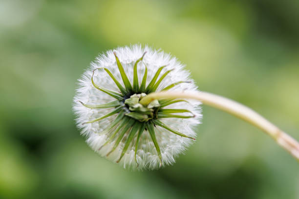 Wonderful nature, close-up of a blowball losing seeds