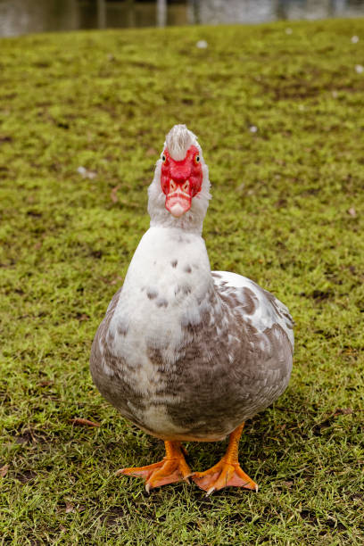 istock Muscovy Duck in close-up 2195070171
