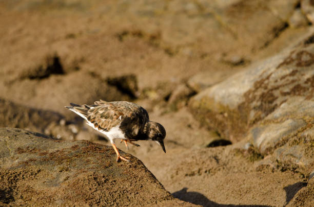 Ruddy turnstone Arenaria interpres walking on a rocky intertidal. Arinaga Beach. Aguimes. Gran Canaria. Canary Islands. Spain.