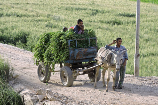 Deir Mawas, Egypt - March 29 2015 Alfalfa lransported with a donkey kart by aman. A boy lies on top of the fodder