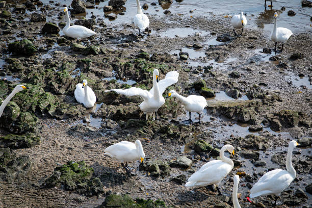 In the shimmering ripples, a group of white swans swim and play freely in the azure seawater